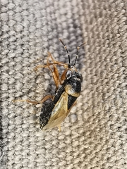 Geocoris megacephalus