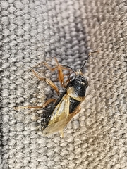 Geocoris megacephalus