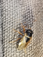 Geocoris megacephalus