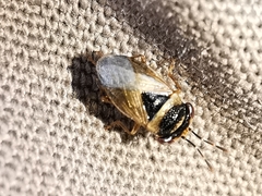 Geocoris megacephalus