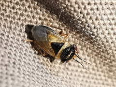 Geocoris megacephalus