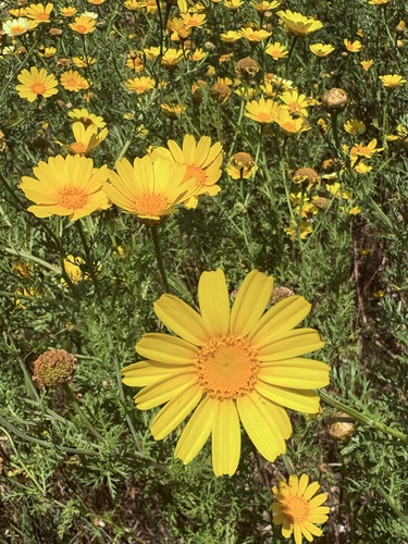 Garland Daisy