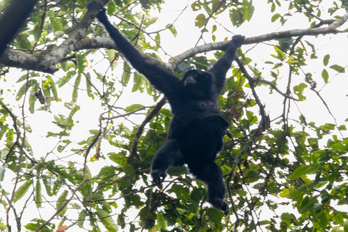 Siamang (Symphalangus syndactylus)
