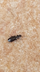 Microlestes