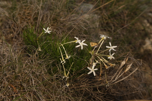 Amsonia longiflora