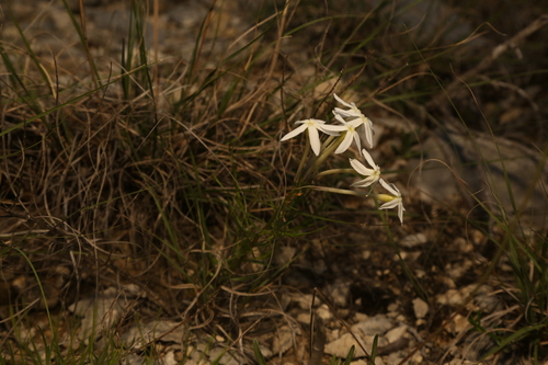Amsonia longiflora, photograph 1