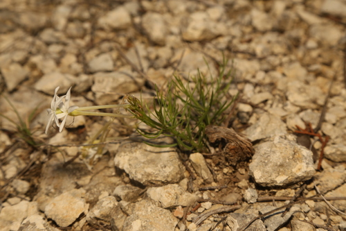 Amsonia longiflora, photograph 2
