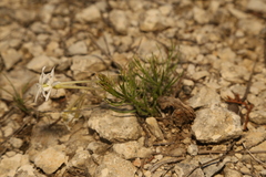 Amsonia longiflora, photograph (c) Reid Hardin, some rights reserved (CC BY)