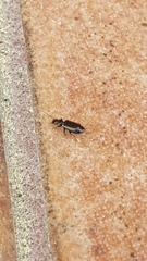 Microlestes