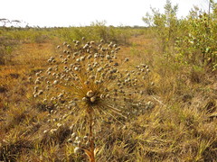 Paepalanthus chiquitensis