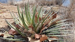 Agave schidigera