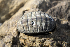 Chiton stokesii