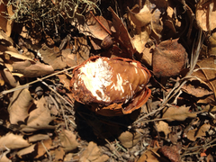 Neotoma fuscipes annectens