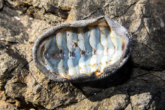 Chiton stokesii