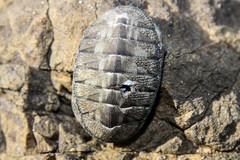 Chiton stokesii