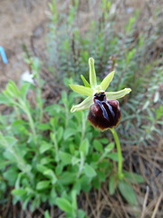 Ophrys mammosa