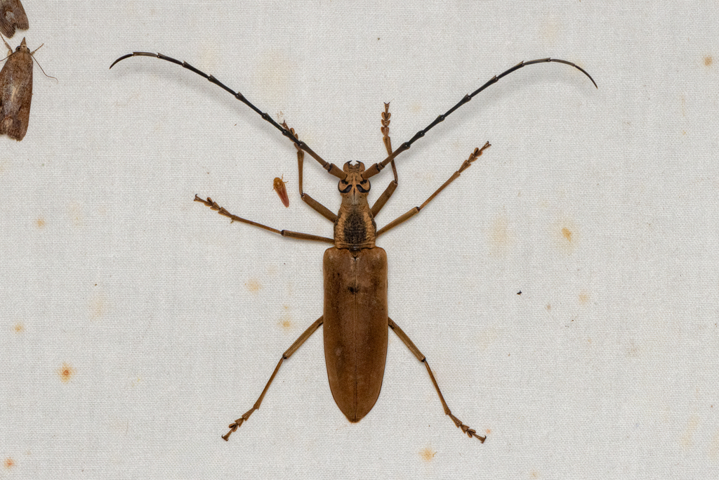 Massicus valentinae