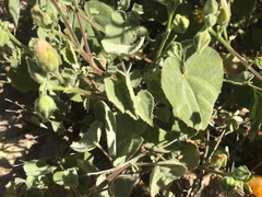 Abutilon palmeri