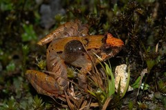 Limnonectes palavanensis