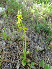 Ophrys lutea galilaea