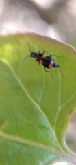 Anthocomus fasciatus
