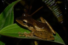 Polypedates macrotis