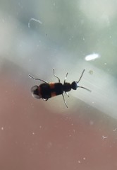 Anthocomus fasciatus