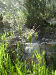 Aegilops geniculata
