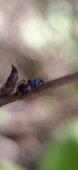 Anthocomus fasciatus