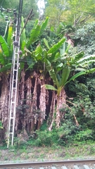 Musa basjoo