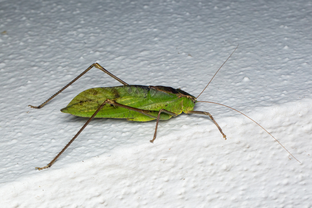 Mecopodini from MCM Nature Discovery Villa (Stephen's Place), Fraser's ...