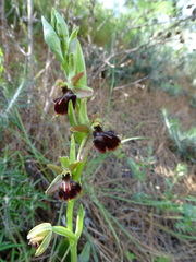 Ophrys mammosa