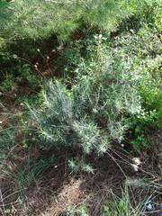 Ptilostemon chamaepeuce cyprius