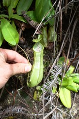 Nepenthes hirsuta