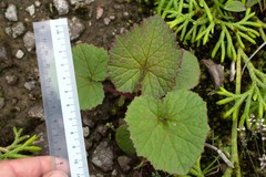 Gunnera macrophylla