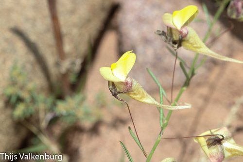 Nanorrhinum heterophyllum