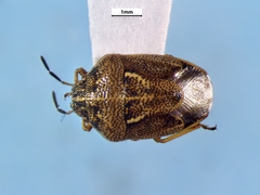 Neottiglossa undata