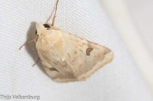The Bordered Straw