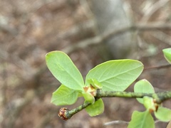 Vaccinium formosum