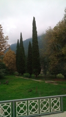 Cupressus sempervirens