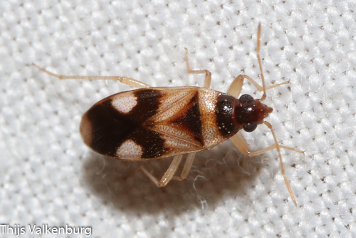 Anepsiocoris encaustus