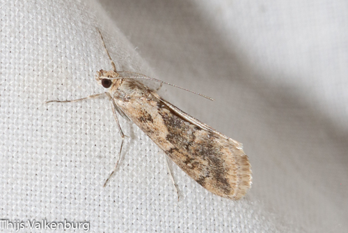 Cornifrons ulceratalis
