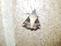 Dichromia quinqualis