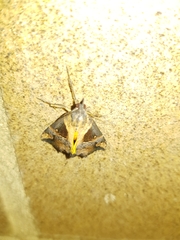 Dichromia quinqualis