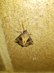 Dichromia quinqualis