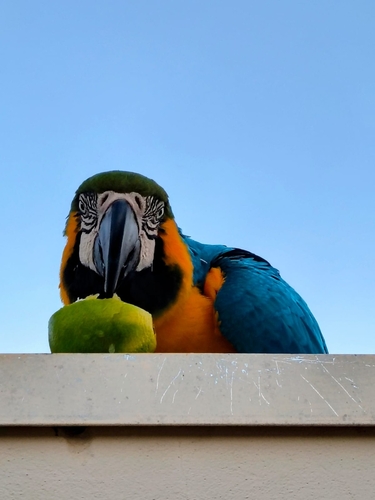 Blue-and-yellow Macaw