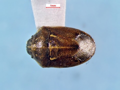 Neottiglossa undata