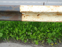 Pastinaca sativa sylvestris