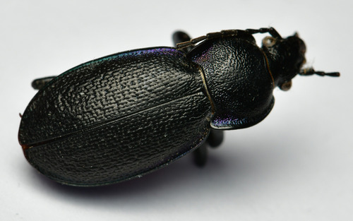 Carabus wiedemanni