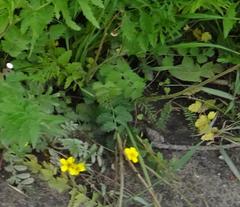 Pimpinella saxifraga